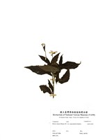 藏品(大頭艾納香)的圖片